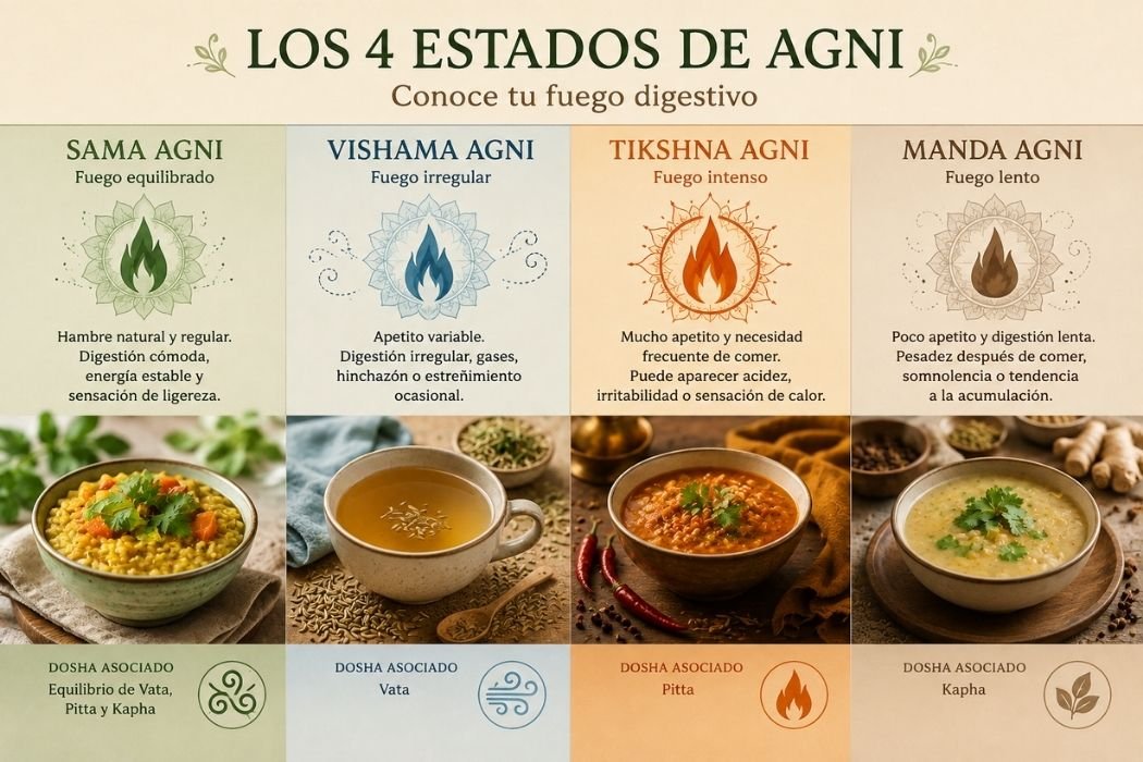 Infografía de los cuatro estados de Agni en Ayurveda: Sama Agni, Vishama Agni, Tikshna Agni y Manda Agni y su relación tradicional con los doshas.